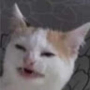 Meet your Posher, Eli